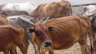 கால்நடைகளுக்கு ஏற்படும் நோய்களைப் போக்க இந்த மாதிரியான மருத்துவமும் உதவும்...