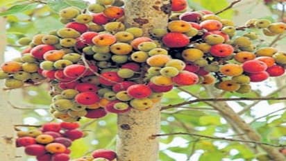 இந்த பிரச்சனைகள் இருப்போருக்கு அத்திப்பழம் ஒரு அருமருந்து…