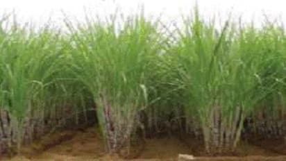 கரும்பு நடவு முறையில் என்னென்ன தொழில்நுட்பங்களை மேம்படுத்தலாம்…