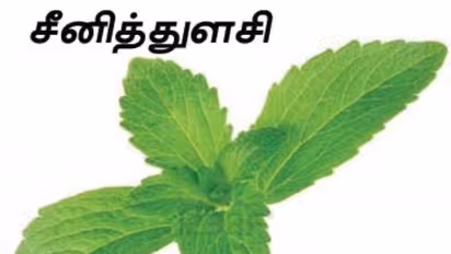 சீனித் துளசி என்றால் என்ன? அதன் பயன்கள் என்னென்ன? இதோ ஒரு அலசல்…