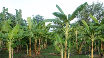 இந்த இரண்டு நோய்களால் தான் வாழையில் பெருத்த சேதம் ஏற்படும்; கட்டுப்படுத்தும் முறை உள்ளே...