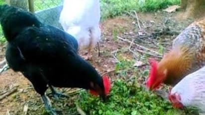 கோழி வளர்ப்பில் தீவன மேலாண்மையை மேற்கொள்வது எப்படி?