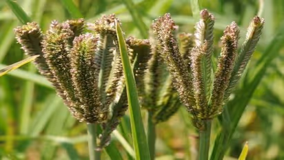கேழ்வரகு சாகுபடி செய்து மண் வளம், லாபம் ரெண்டும் பெறலாம். எப்படி?