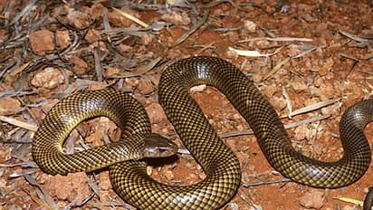 పాముకాటుకు మరో ఇద్దరు బలి, కృష్ణా జిల్లాలో పెరుగుతున్న మృతులు