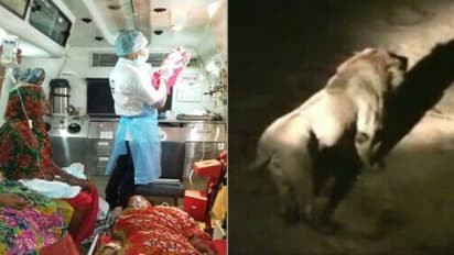 12 சிங்கங்களுக்கு நடுவே குழந்தை பெற்ற பெண் - நள்ளிரவில் ரத்தத்தை உறையவைக்கும் சம்பவம்