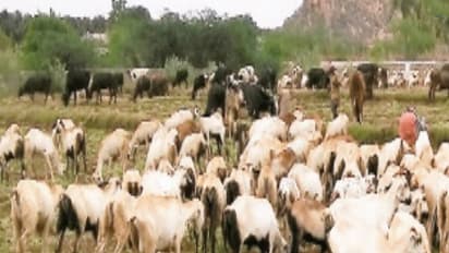 மழை, பனிக்காலத்தில் புற்களை மேயும் ஆடுகளுக்கு இந்த பிரச்சனை ஏற்படும்…