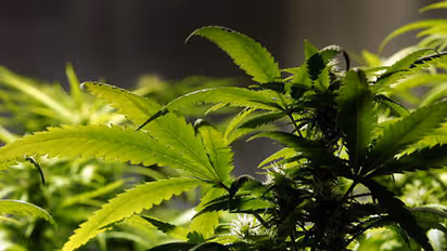 നട്ടുവളർത്തിയ് 39 കഞ്ചാവ് ചെടികൾ; അടിമാലിയിൽ യുവാവിനെ എക്സൈസ് അറസ്റ്റ് ചെയ്തു