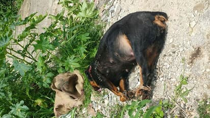 34-year-old cab driver rapes female puppy, leaves it bleeding to death