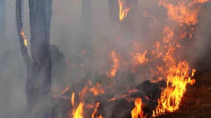 குரங்கணி தீ விபத்து…. தொடரும் சோகம்… இன்று மேலும் 2 பேர் உயிரிழந்தனர் !!