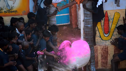 Jallikattu argument: TN brings in Article 25 to confuse Supreme Court