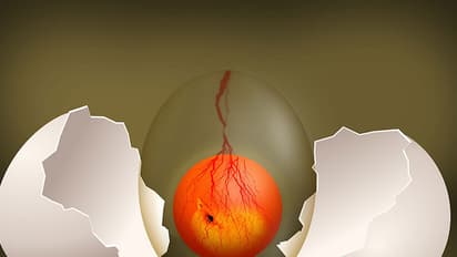 ബ്രോയ്ലര് ചിക്കന്: ആ വാട്ട്സാപ്പ് മെസജുകളില് എത്ര സത്യമുണ്ട്?