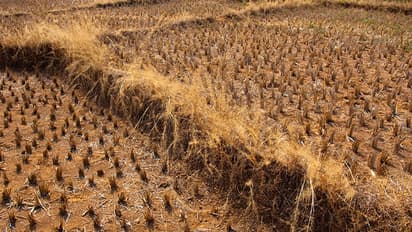 Worst drought in 115 years: Kerala might see water rationing for the first time
