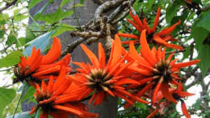 அதிக மருத்துவ குணங்கள் கொண்ட கல்யாண முருங்கையை இயற்கை முறையில் சாகுபடி செய்வது எப்படி?