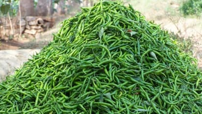 இயற்கை முறையில் மிளகாய் சாகுபடி செய்யணுமா? இதோ வழிகள்…