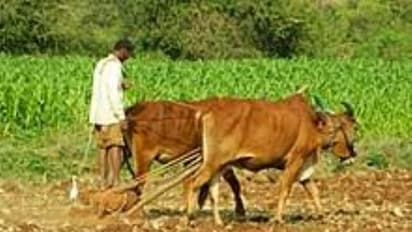 பாரம்பரிய விதைகள் பற்றி உங்களுக்கு தெரியாத சில தகவல்கள் இதோ…