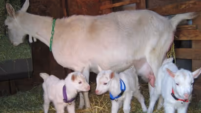 வெள்ளாடுகளுக்கு இந்த மாதிரியான தீவனங்களை கொடுத்தும் அவற்றிற்கு தேவையான சத்துகளை கிடைக்க செய்யலாம்...