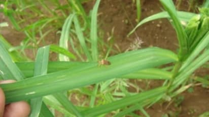 இலைச்சுருட்டு புழுவை கட்டுப்படுத்த இவற்றை செய்தாலே போதும்...