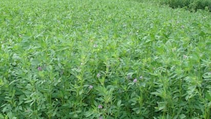 தீவனங்களின் அரசியான குதிரை மசாலை இப்படிதான் சாகுபடி செய்யணும்?