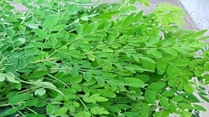 முருங்கைக் கீரையில் பொதிந்து கிடக்கும் மருத்துவ பயன்கள்: