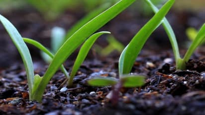 இயற்கை உரத்தை பயன்படுத்தி சுற்றுப்புற சூழலையும் காக்கலாம், அதிக விளைச்சலும் பெறலாம்..