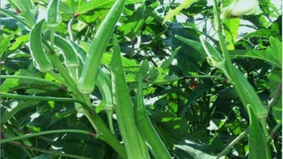 வெண்டையில் மேற்கொள்ள வேண்டிய பயிர் பாதுகாப்பு நடவடிக்கைகள் இதோ...