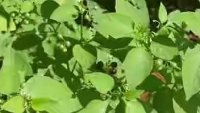 இவைதான் மணத்தக்காளியில் பொதிந்து கிடக்கும் சத்துகள்…