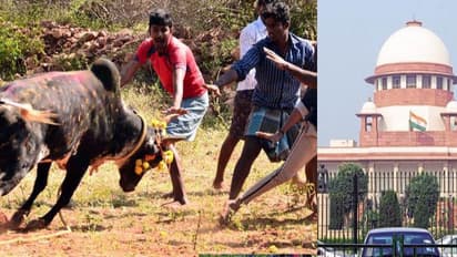 விதியை மீறி அவசர சட்டத்தை எதிர்த்து வழக்கு - விலங்குகள் நல அமைப்பின் உறுப்பினர்கள் பதவி பறிபோகுமா?