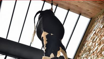 ಮಾಂಸದ ಮೂಲ ತಿಳಿಸಲು ರೆಸ್ಟೋರೆಂಟಲ್ಲಿ ದನವನ್ನು ನೇತು ಹಾಕಿದರು