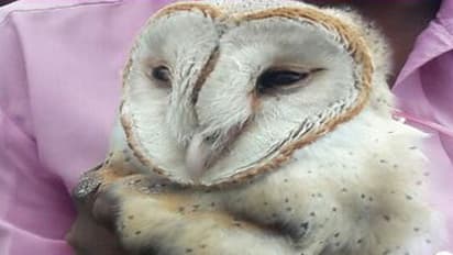 ಅಪರೂಪದ ಬಿಳಿ ಗೂಬೆ ಚಿಕ್ಕಮಗಳೂರಿನಲ್ಲಿ ಪತ್ತೆ