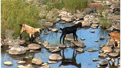 Tribal land in Kerala stares at massive drought