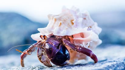 Hermit crabs seek real estate advice, well almost