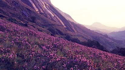 നീലക്കുറുഞ്ഞി പൂക്കണമെങ്കില്‍ ഇനി കാലാവസ്ഥ കനിയണം