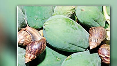 ಅಡಿಕೆ ತೋಟದ ರೈತರಿಗೆ ತಲೆ ನೋವಾದ ಬಸವನ ಹುಳುವಿನ ಕಾಟ