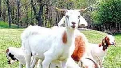 வெள்ளாட்டுக்கு ஏற்ற மாதிரி கொட்டகைகளை எப்படியெல்லாம் அமைக்கணும்?