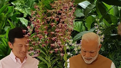 ആ ഓര്ക്കിഡിന് നരേന്ദ്ര മോദിയുടെ പേര്; സിംഗപ്പൂര് ഓര്ക്കിഡ് ഗാര്ഡണ് കാഴ്ച്ചകള്