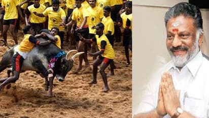 நாளை ஜல்லிக்கட்டு? - அவசர அவசரமாக மதுரை விரைகிறார் ஓபிஎஸ்