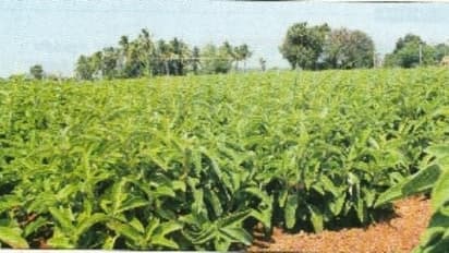 காய்கறிப் பயிர்களில் சத்து பற்றாக்குறை ஏற்படுத்தும் பாதிப்புகள்…