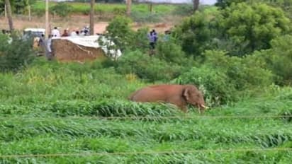 4 பேரை கொன்ற காட்டு யானை பிடிபட்டது - மயக்க ஊசி போட்டு வனத்துறை நடவடிக்கை
