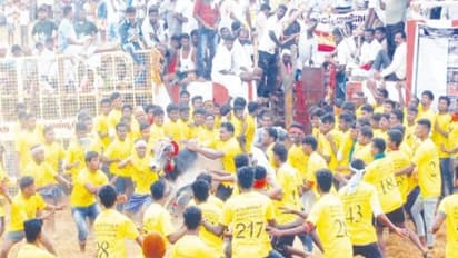 45 மாடுபிடி வீரர்களை குத்தி தூக்கி வீசிய சல்லிகட்டு காளைகள்; பலத்த காயத்தோடு மருத்துவமனையில் அனுமதி...