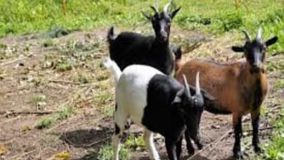 ஆடுகளை தாக்கும் இந்த நோயை தடுக்க இதோ வழிமுறைகள்...