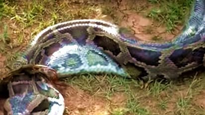 ಅಬ್ಬಾ...! 15 ಅಡಿಯ ಹೆಬ್ಬಾವು ಕುರಿ ನುಂಗಿತ್ತಾ...!