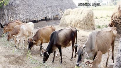 மாடுகள் சினை பிடிக்காமல் இருக்க இதெல்லாம் காரணமாக இருக்கலாம்...