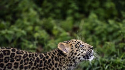 Almost Extinct: 5 critically endangered species