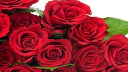 மலர்களின் ராணியான ரோஜா மலரின் மருத்துவக் குணம்..