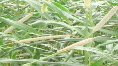 கம்பு சாகுபடி; வளரியல்பு முதல் சாகுபடிக்கு ஏற்ற இரகங்கள் வரை ஒரு அலசல்…