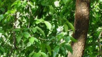 எந்த தோல் நோய்களையும் குணமாக்கும் சக்தி படைத்த அழிஞ்சில் மூலிகை பற்றி கேள்விப்பட்டதுண்டா?