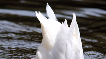 3,500 ducks die in TN, test rules out disease outbreak