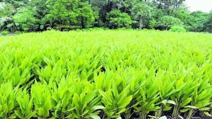 மஞ்சளைத் தாக்கும் முக்கிய நோய்களும், அவற்றை கட்டுப்படுத்தும் முறைகளும்…