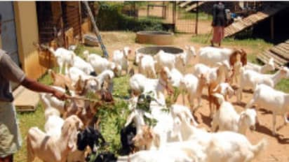 ஆட்டுப் பண்ணை தொடங்குவதற்கு முன்னல் இதெல்லாம் தயார் செய்வது அவசியம்..