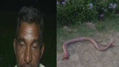 கடித்த பாம்பின் தலையைக் கடித்து துப்பிய விவசாயி! அதிர்ச்சி அளிக்கும் விவசாயியின் விளக்கம்!